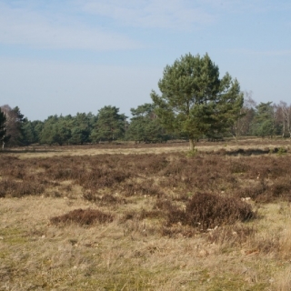 DeMosselOmgeving